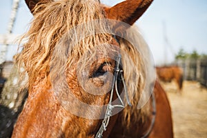 Muzzle of red curly horse close up. Horse eyes