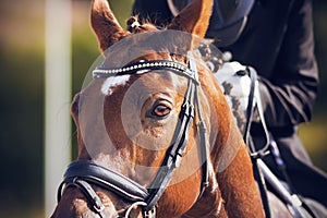 The muzzle of a red horse, dressed in a bridle and other ammunition for equestrian sports