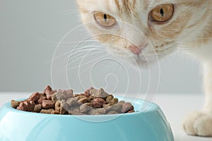 Muzzle of red Scottish fold cat near blue bowl with dry feed close up