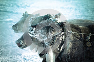 Muzzle reindeer in frost. Yamal. Shallow depth of field