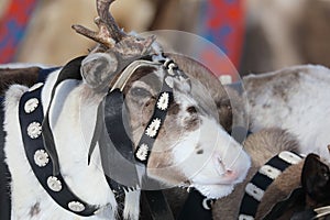 The muzzle of a reindeer in winter in the north of Western Siberia