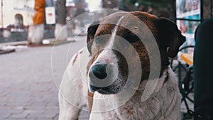 Muzzle of a Sad Stray Dog with Sad Eyes Outdoors in a City Park. Slow Motion