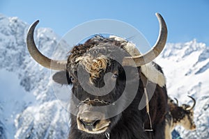 Muzzle of shaggy horned yak on the background of beautiful snow-white mountains of the Caucasus, close-up