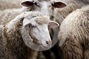 Muzzle sheep. Breeding animals Cold autumn