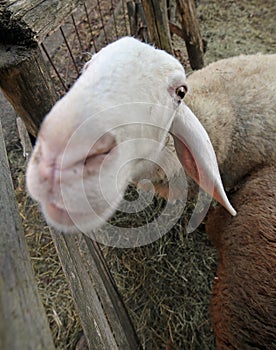 Muzzle of a sheep