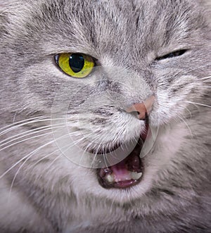 Muzzle of the shouting angry cat with the blinked eye and an ope photo