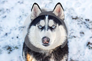 Muzzle of Siberian Husky dog on snow background on bright sunny day. Siberian Husky dog black and white colour with blue eyes