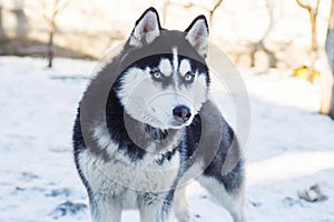 Muzzle of Siberian Husky dog on snow background on bright sunny day. Siberian Husky dog black and white colour with blue eyes