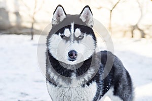 Muzzle of Siberian Husky dog on snow background on bright sunny day. Siberian Husky dog black and white colour with blue eyes