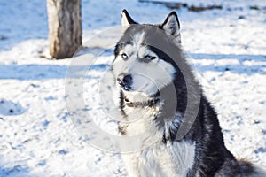 Muzzle of Siberian Husky dog on snow background on bright sunny day. Siberian Husky dog black and white colour with blue eyes