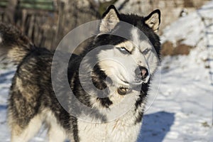 Muzzle of Siberian Husky dog on snow background on bright sunny day. Siberian Husky dog black and white colour with blue eyes