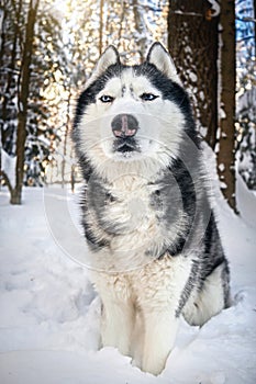 Muzzle of a Siberian Husky dog in winer forest. Cute sly suspicious expression on the muzzle.