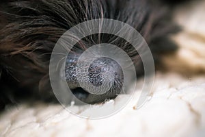 A muzzle of small toy poodle dog