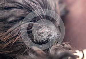 A muzzle of small toy poodle dog