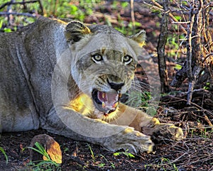 Muzzle of snarling wild lioness showing fangs in the rays of the evening sun