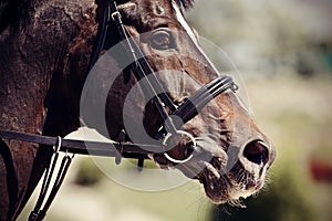 The muzzle is sports brown stallion in the bridle. Dressage horse