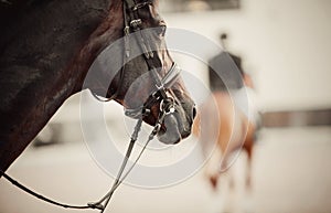 Muzzle of a sports horse in the bridle in the arena.. Horse muzzle close up