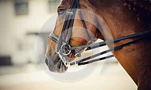 Muzzle sports red horse in the bridle. Dressage horse