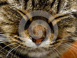 Muzzle of a striped sleeping cat close-up