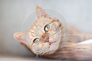 Hocico de sorprendido gatos sobre el gris 