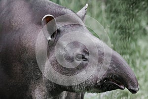 Muzzle of a tapir in profile close-up long nose