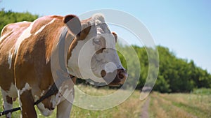 Muzzle of a thoroughbred cow from a farm. Large muzzle of a red cow