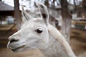 The muzzle of a white-and-black speck of a llama cub at the zoo