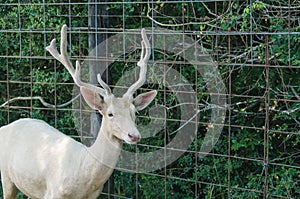 The muzzle of a white deer in captivity on the background of a fence