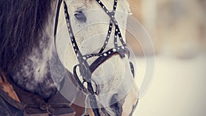 Muzzle of a white horse in a harness.