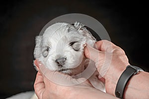 muzzle of a white puppy of the South Russian Shepherd breed in female hands
