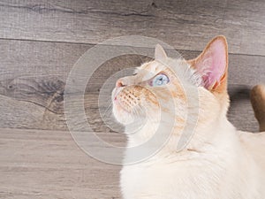 The muzzle is white with a red cat close up, wood background for text