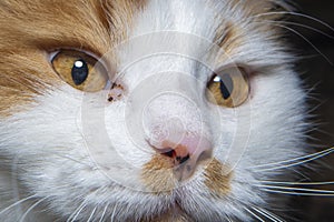 muzzle of a white-reddish cat with a black spot on its nose