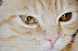 Muzzle of a young cat carroty closeup