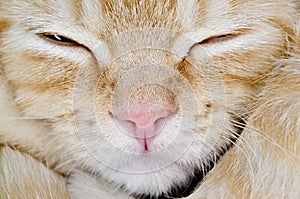 Muzzle of a young cat carroty closeup