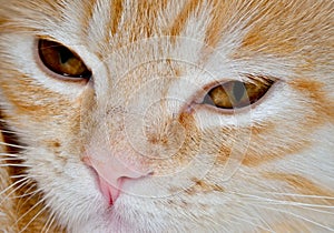 Muzzle of a young cat carroty closeup