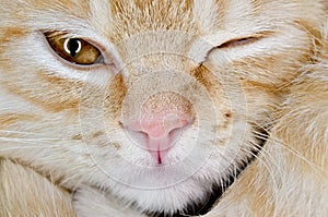 Muzzle of a young cat carroty closeup