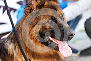 The muzzle of a young long-haired German Shepherd close-up