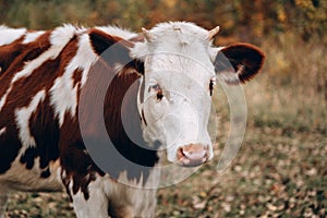 Muzzle of a young thoroughbred bull from the farm. Large horizontal portrait of a young cow. A white cow with red spots and small