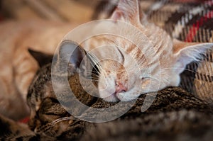 Muzzles adorable tabby cats with closed eyes sleeping and hugging