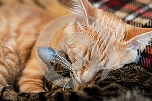 muzzles cute tabby cats sleeping and hugging on brown blanket