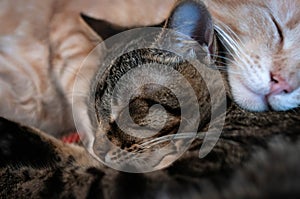 Muzzles sweet tabby cats sleeping and hugging on bed