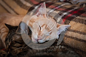 Muzzles sweet tabby cats sleeping and hugging on brown blanket