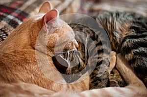 Muzzles two adorable tabby cats sleeping and hugging with paws