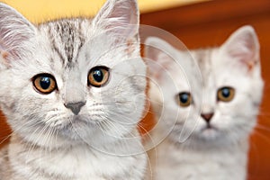 Muzzles of two British kittens of black and white color