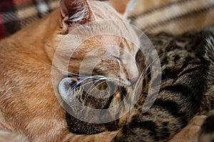 muzzles two cute tabby cats sleeping and hugging on brown blanket at home