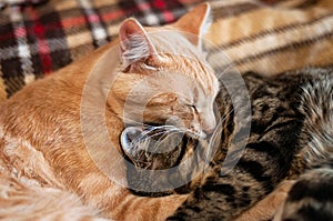 Muzzles two cute tabby cats sleeping and hugging on plaid blanket at home