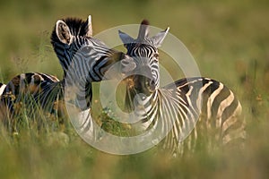 Muzzling Zebra.