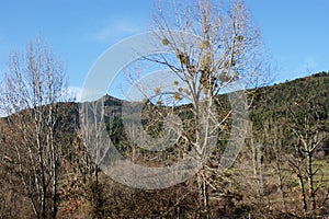 MuÃÂ©rdago en invierno, con vista al Pico Cueto, BoÃÂ±ar LeÃÂ³n photo