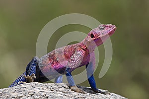 Mwanza flat-headed Rock Agama photo