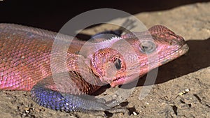 Mwanza Flat Headed Rock Agama Lizard Close Up, Serengeti National Park, Tanzania